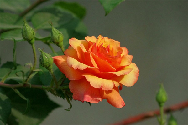 1646647284633661.jpg 月季花