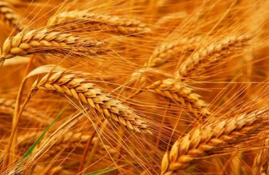 香蕉影视网站APP在無定形產品的應用