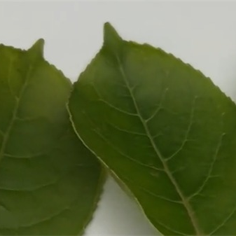 案例：ST-700d分光測色儀測量樹葉的顏色