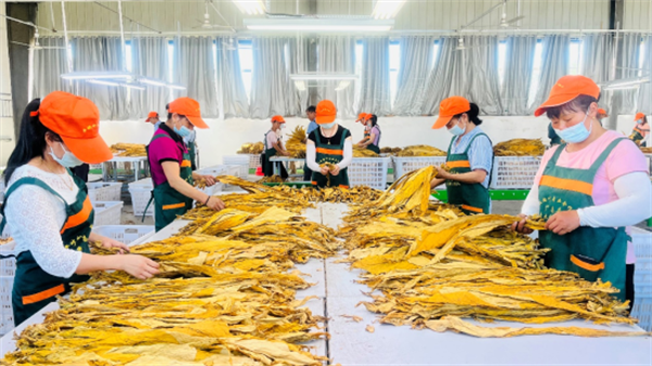 中國煙葉分級標準發展史