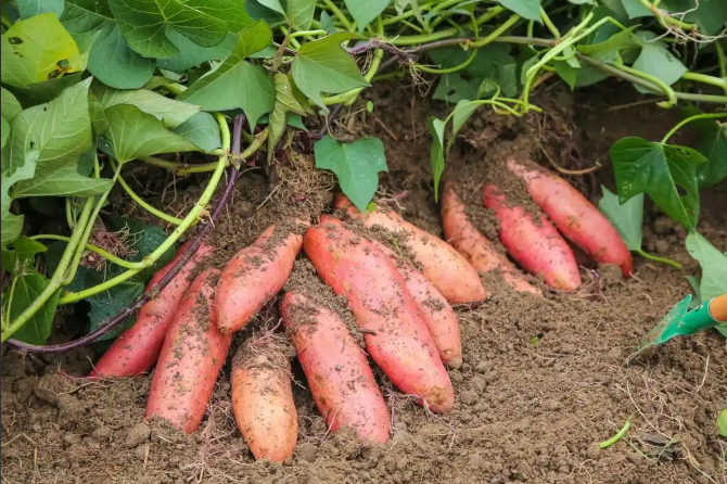 香蕉影视网站APP在紅薯顏色檢測中的創新應用與品質提升